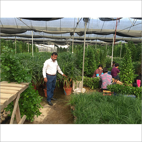 Plantation