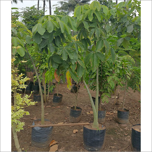 Plants