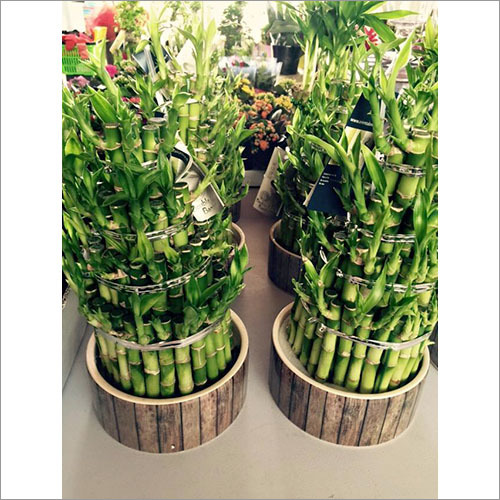 Plants