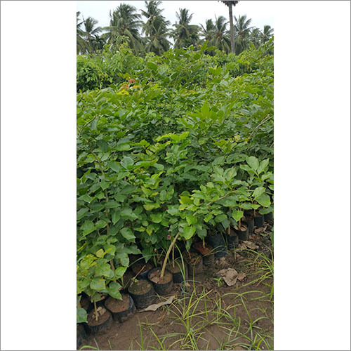 Corporate Landscaping Services