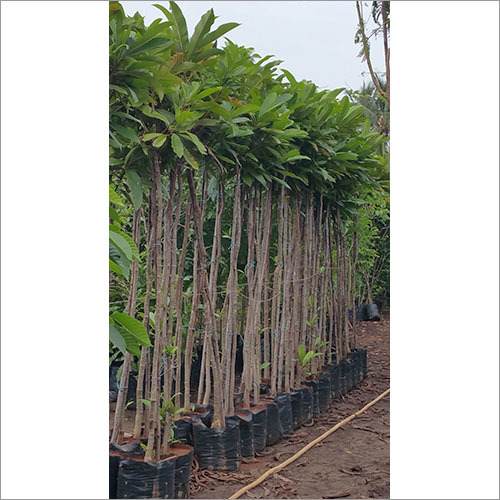 Corporate Landscaping Services