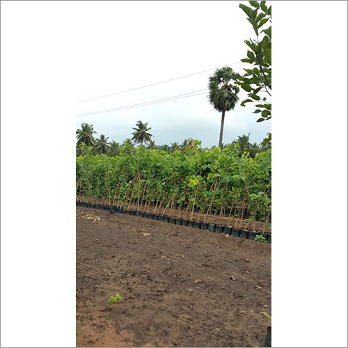 Corporate Landscaping Services