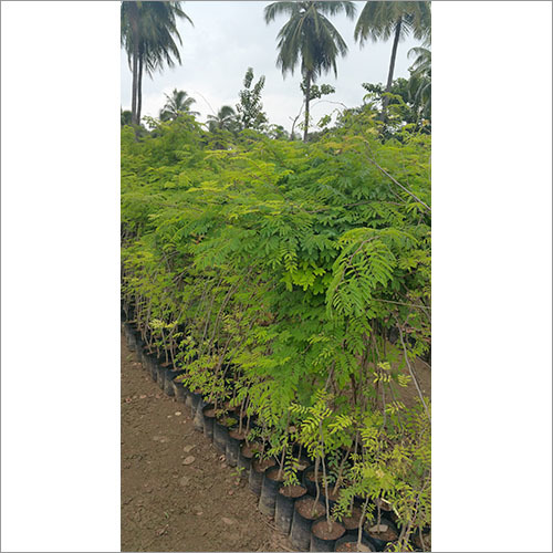 Industrial Landscaping
