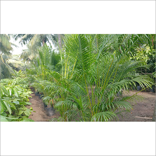 Institutional Landscaping Services