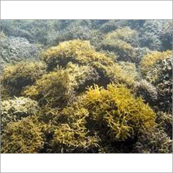 Gracilaria Salicornia