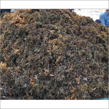 Dried Sargassum Seaweed Extracts