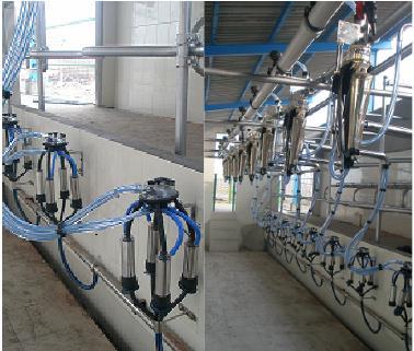 Milking Parlour