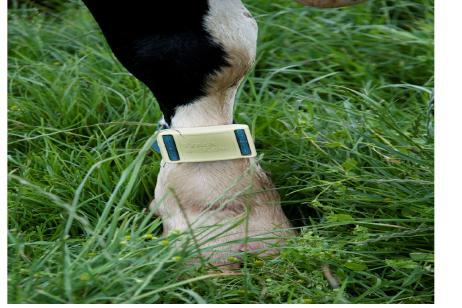 Cow Gps Tracker