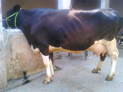 HF Cow