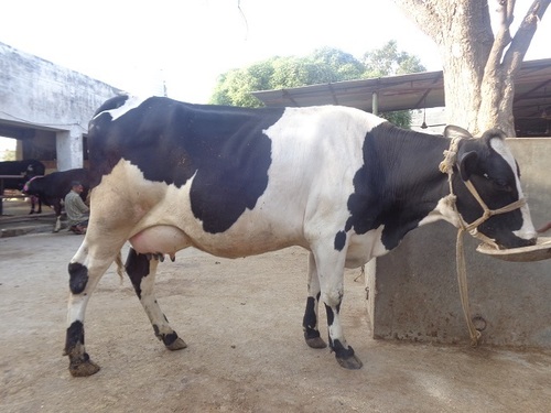 Holstein friesian Supplier