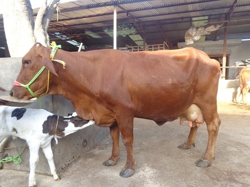 Sahiwal Cow