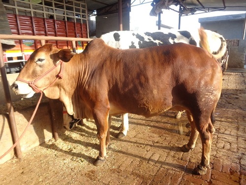 Sahiwal Breed Cows