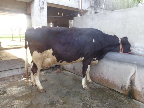 Holstein friesian Trader