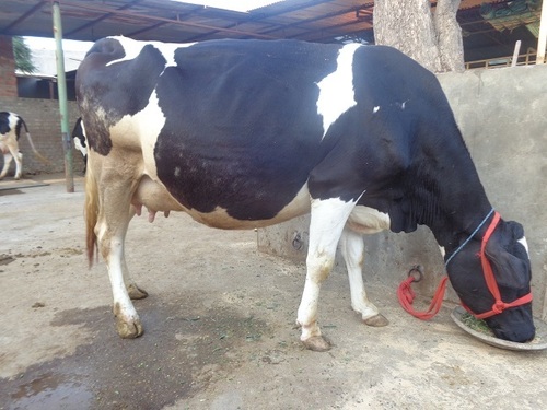 Holstein friesian Cow Supplier