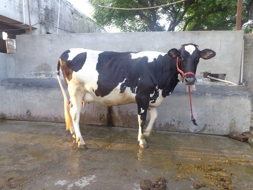 HF Cows In Karnal