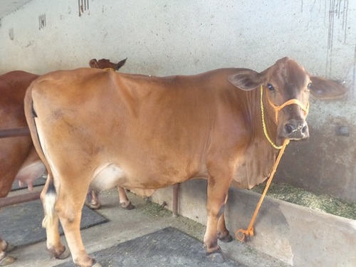 Sahiwal Cow