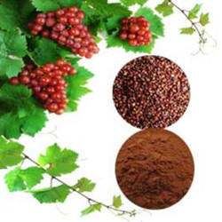 Organic Grape Seed Extract Purity(%): 95%