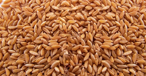 Lokwan Wheat