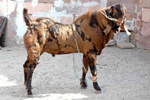 Nutritious Sirohi Goat