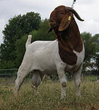 Nutritious Boer Goat