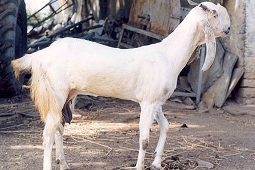 Nutritious Jamunapari Goat