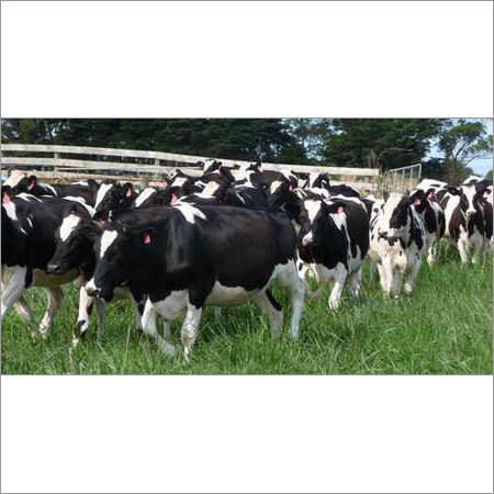 Pregnant Holstein Cow