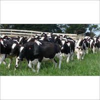 Holstein Heifers Cow
