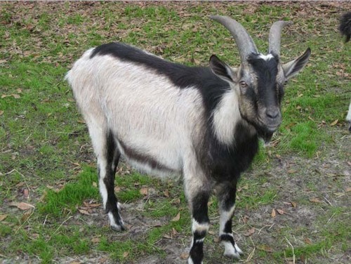 Nutritious Alpine Goat