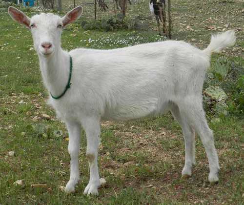 Saanen Goat