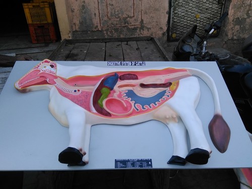 Cow Digestive System Model