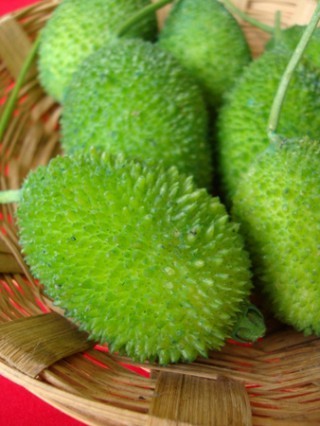 Kantola Teasel Gourd