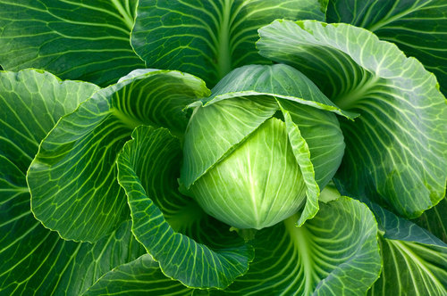 Cabbage (Band Gobi)