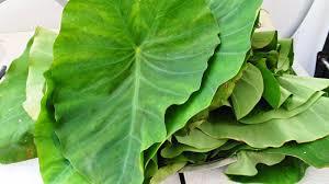 Colocasia Leaves (Arbi Ke Patte)