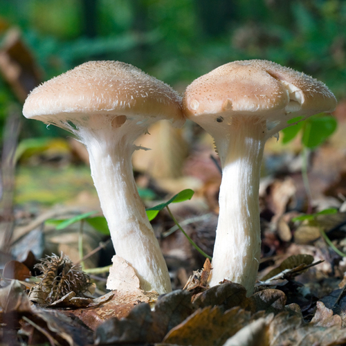 Mushroom