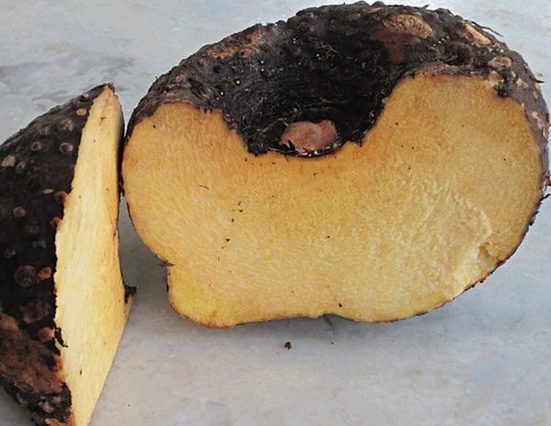 Yam