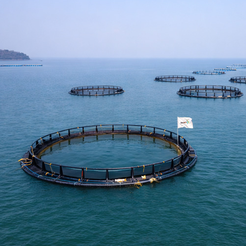 Aquaculture Fish Cages
