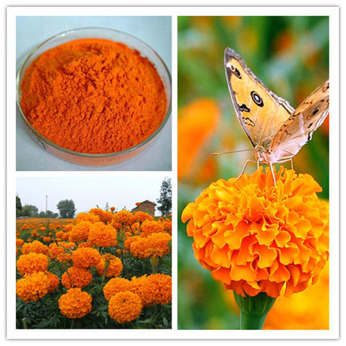 Natural Marigold Flower Extract Lutein By Green Magic ( by SVA )