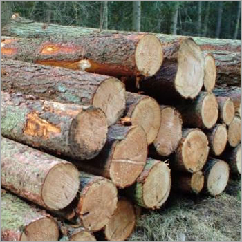 Timber Logs