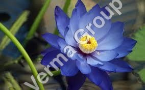 Lotus (Blue) Absolute Oil