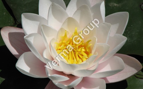 Lotus (White) Absolute Oil - Solvent Extraction, Pale Yellow Viscous Liquid | Soothing, Calming, Floral Aroma, Wild Harvested