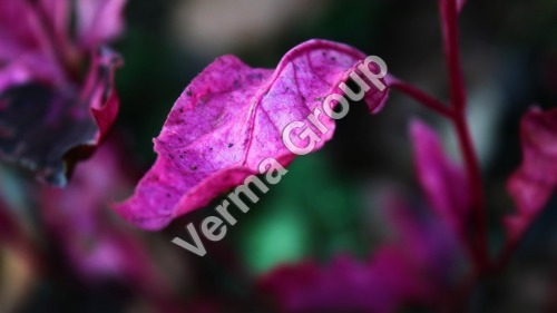 Violet Leaf Absolute Oil