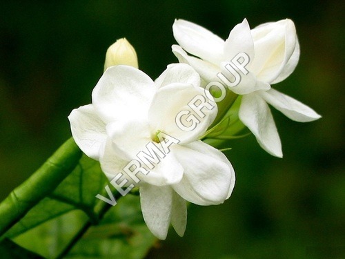 Jasmine Grandiflorum Attar
