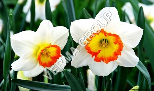 Narcissus Attar - Amber, Steam Distilled | Strong Fragrance, Alcohol Soluble, Elegant Scent, Optical Rotation 0.37000-0.49800