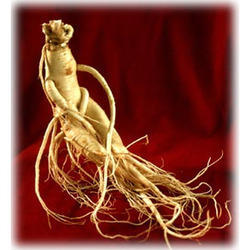 Panax Ginseng