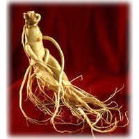 Panax Ginseng