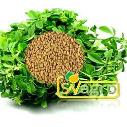 Fenugreek Extract