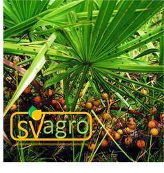 Saw Palmetto Extract 25%