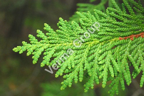 Cedar Leaf Water