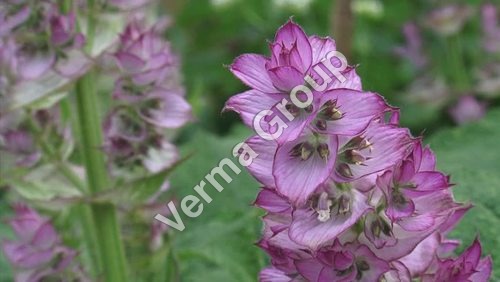 Clary Sage Water - Salvi sclarea, Colorless, Hydro Distilled | Aromatic, Therapeutic, Mild, Water Soluble
