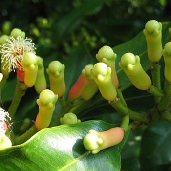 लौंग का तेल